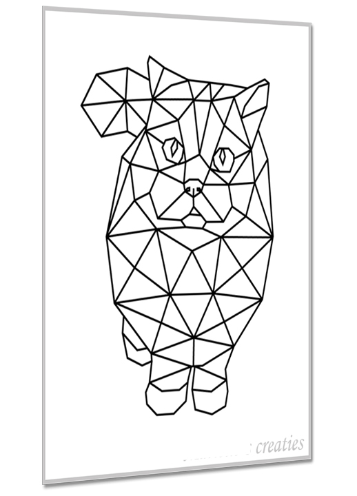 Perzische kat 1