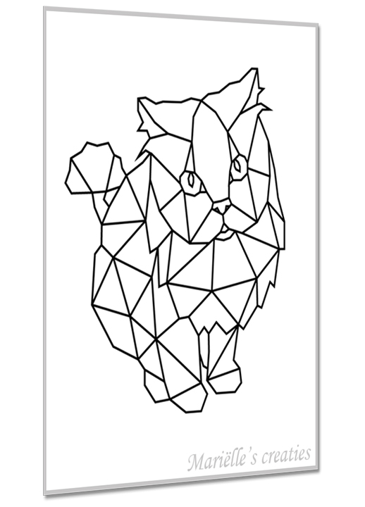 Perzische kat 2