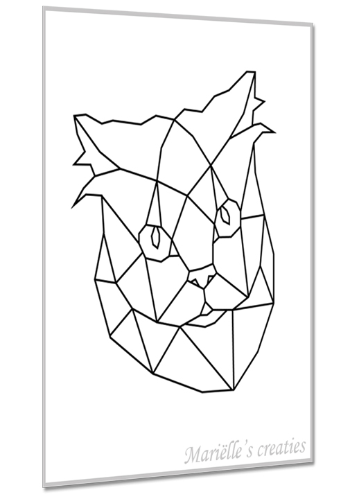 Perzische kat 4