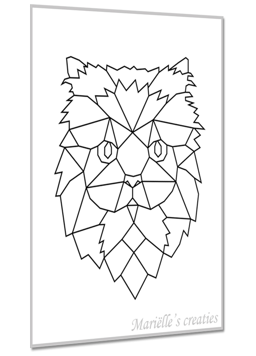 Perzische kat 5