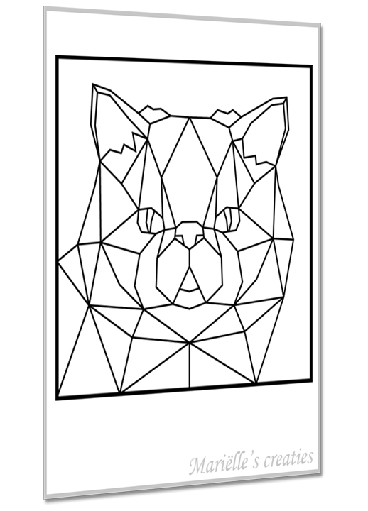Perzische kat 6