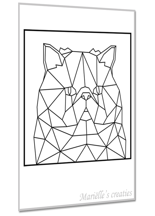 Perzische kat 7