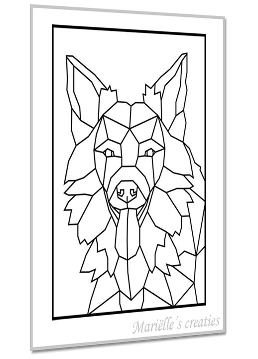 Bordercollie 1