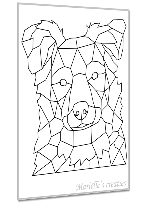 Bordercollie 2