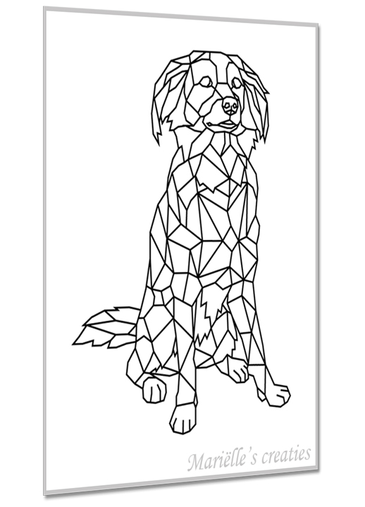 Kooikerhondje 1
