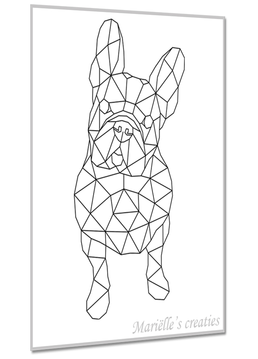 Franse Buldog 3
