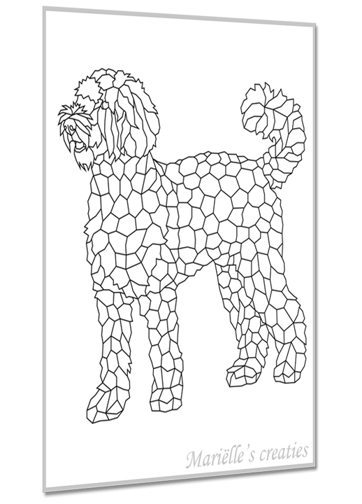 Labradoodle 1