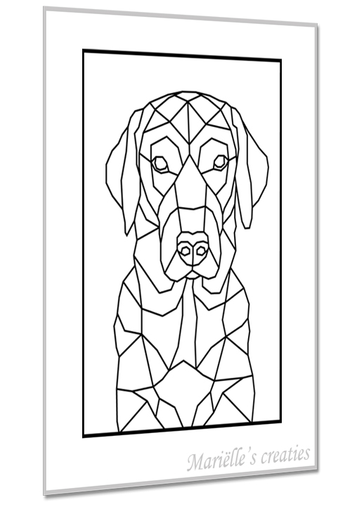 Labrador 1