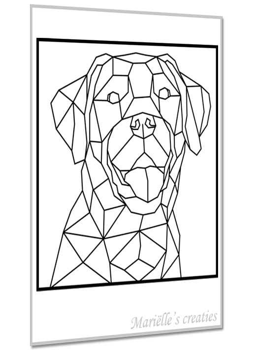 Labrador 2