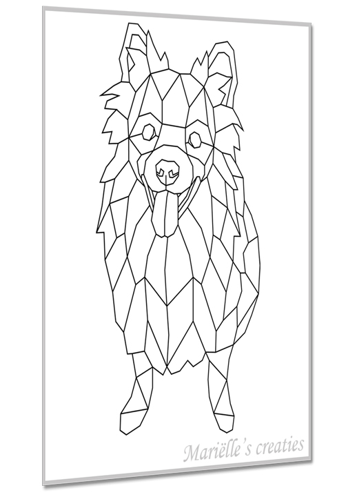 Keeshond 3