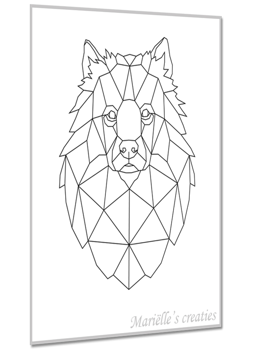 Keeshond 2