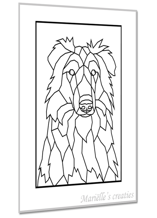 Schotse Collie 1