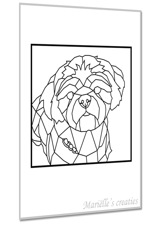 Shih Tzu 1