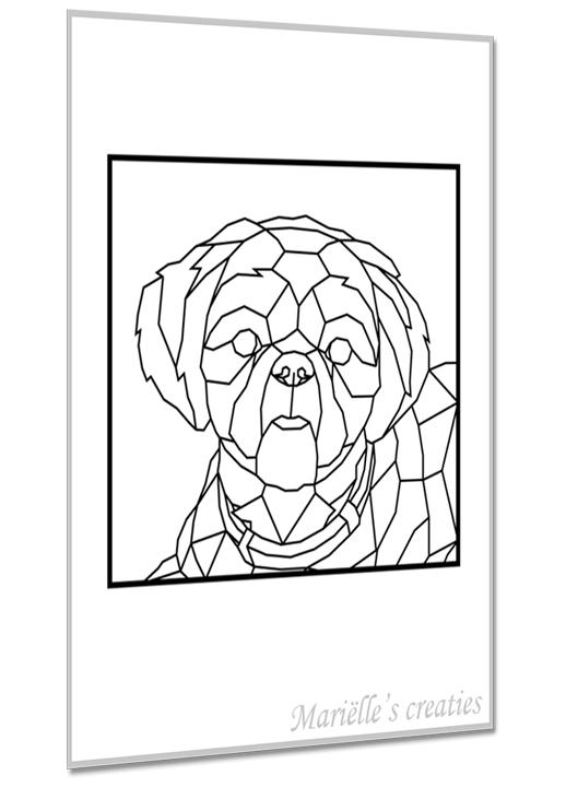 Shih Tzu 2