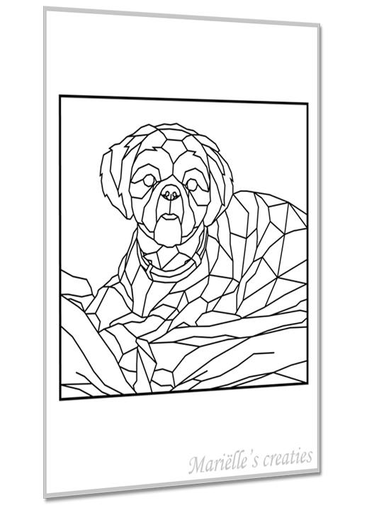 Shih Tzu 3