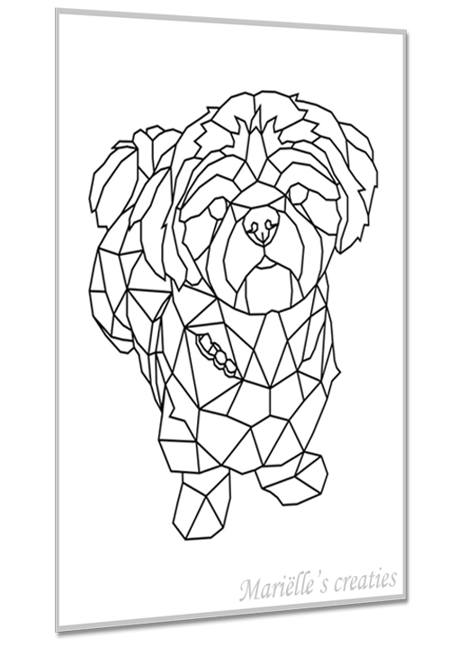 Shih Tzu 4