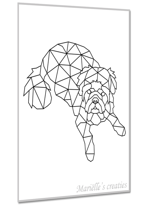 Shih Tzu 7