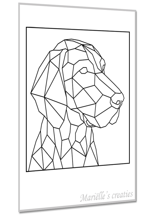 Vizsla 1
