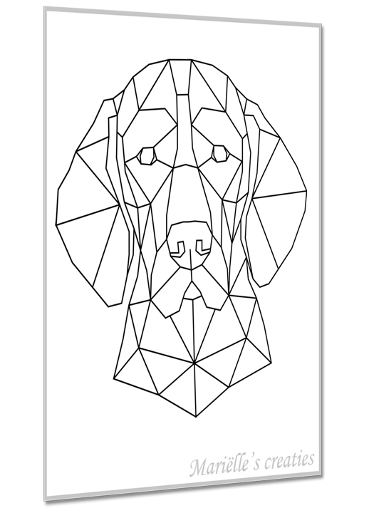 Vizsla 3