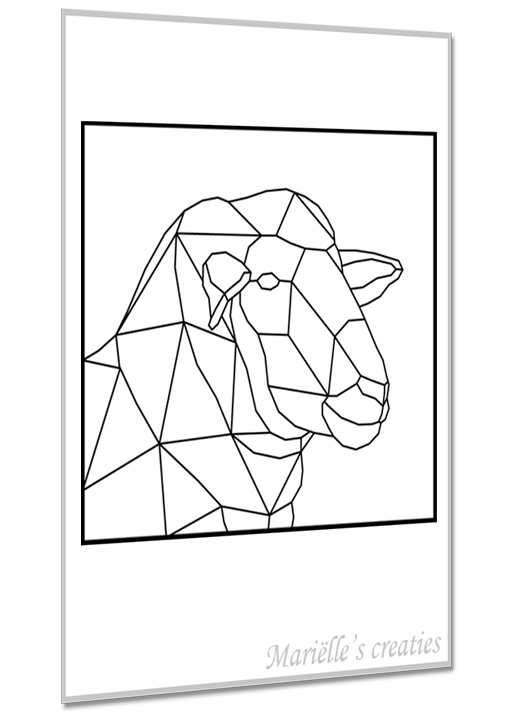 Schaap 3