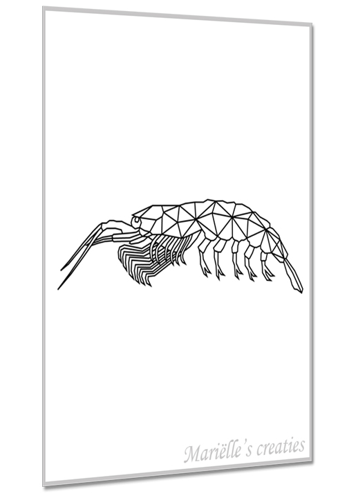 Shrimp 1
