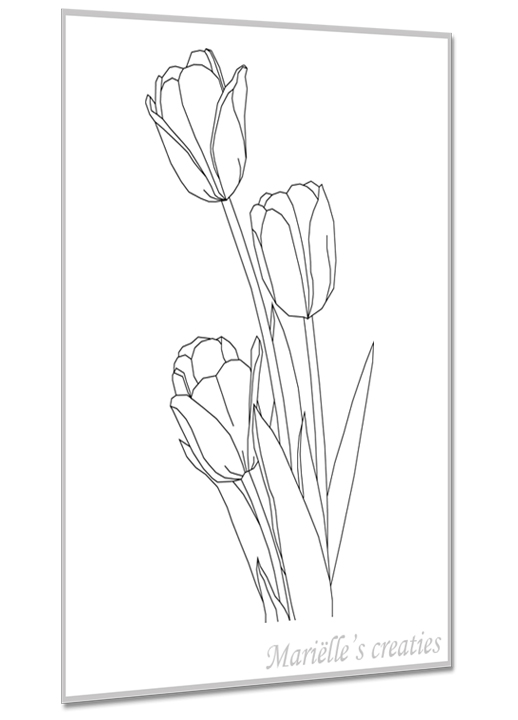 Tulpen 2