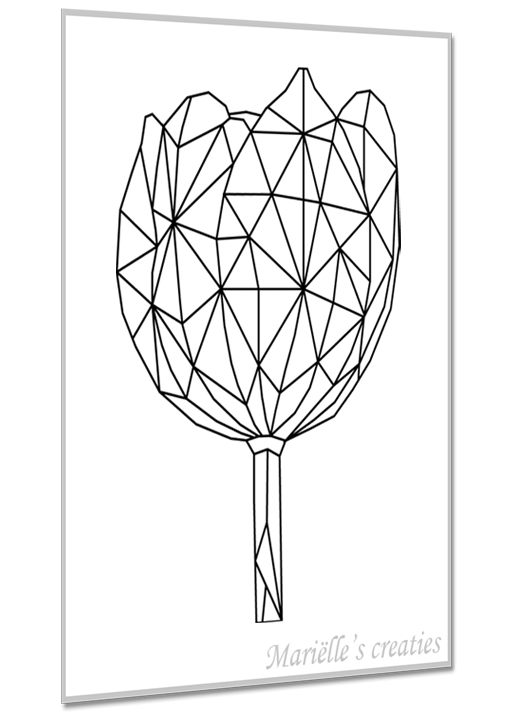 Tulpen 3